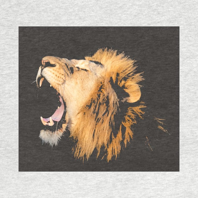 yawning Lion by Muahh